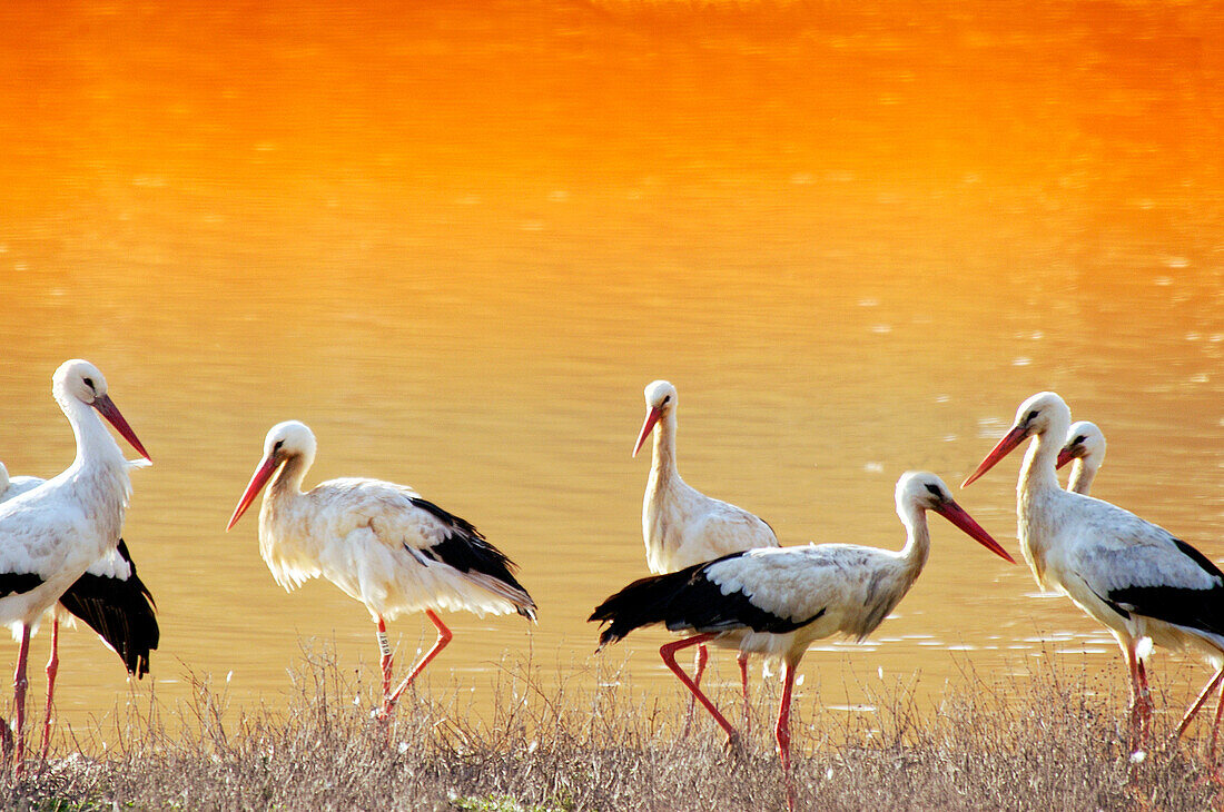 Storks at Doñana National Park. Huelva province. Spain