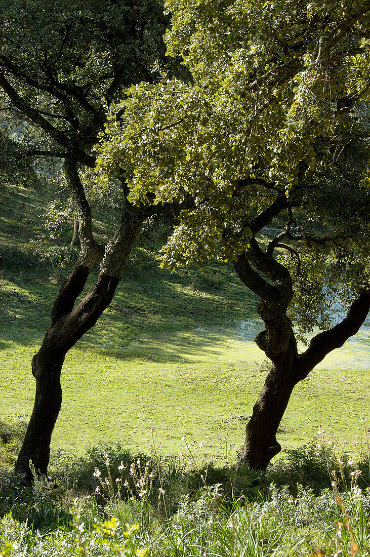 Cork Oaks (Quercus suber). Parque Natural Los Alcornocales. Cádiz province. Spain
