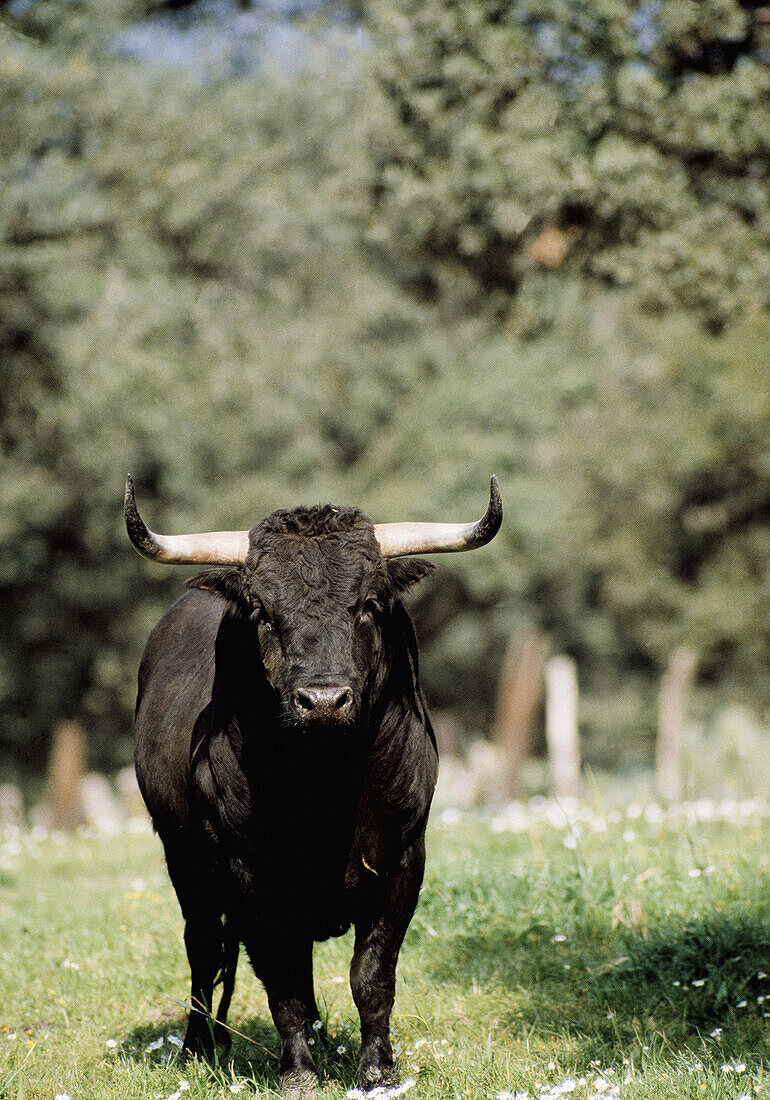 Marqués de Albacerrada bull. Gerena, Sevilla province. Spain