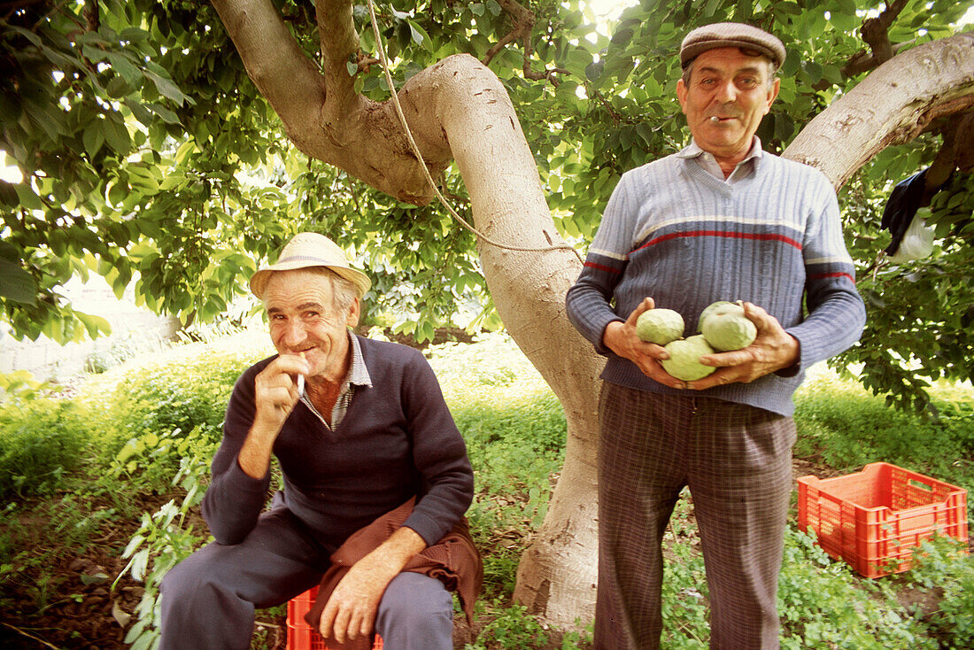 Men with custard apples at orchard. Almuñécar, Granada province. Spain
