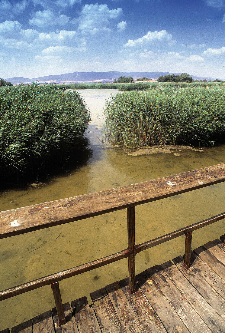 Tablas de Daimiel National Park. Ciudad Real province. Spain