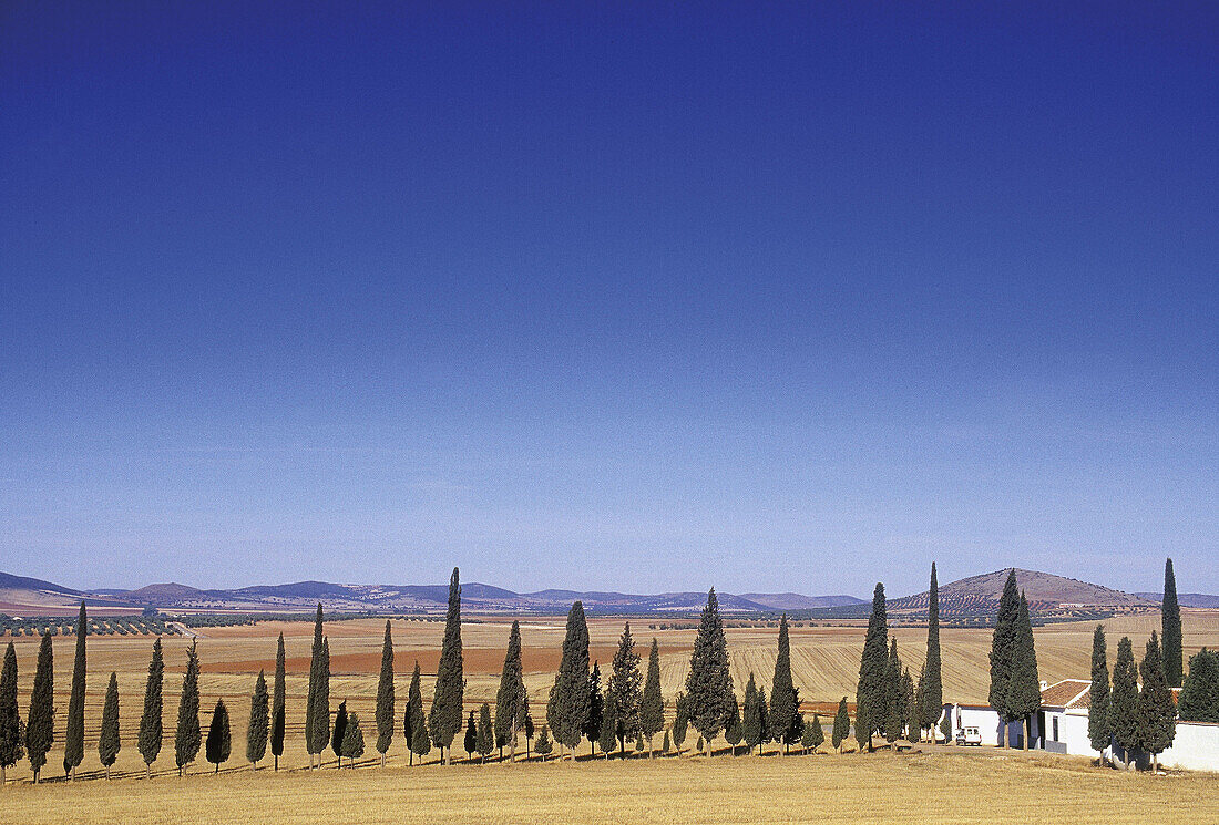 La Mancha landscape near Santa Cruz de Mudela. Ciudad Real provincia, Spain
