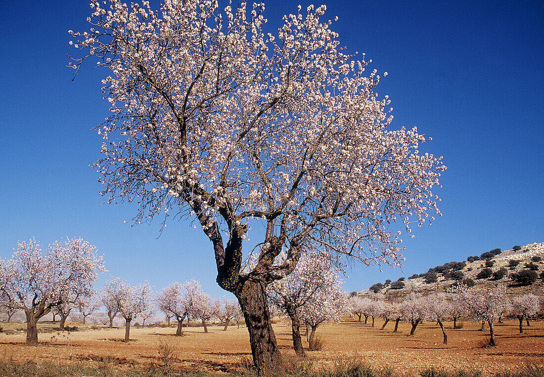 Almond trees near Cúllar. Granada province, Spain