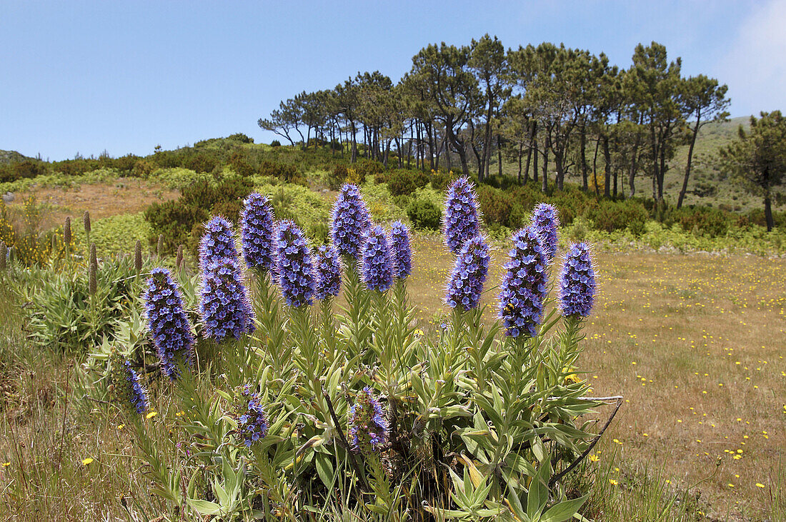 Viper s bugloss. Echium Fastuosum. Pride of Madeira. Area of Pico do Arieiro. Parque Natural da Madeira.