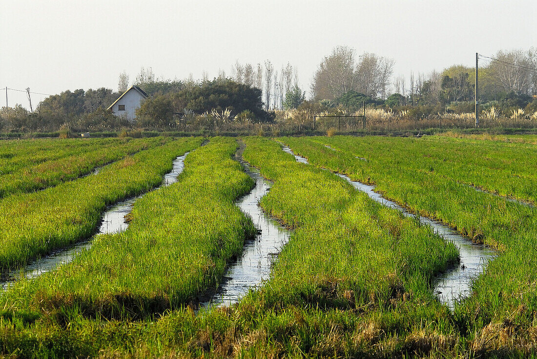 Ricefields after the harvest. Parque Natural del Delta del Ebro. Tarragona. Spain.
