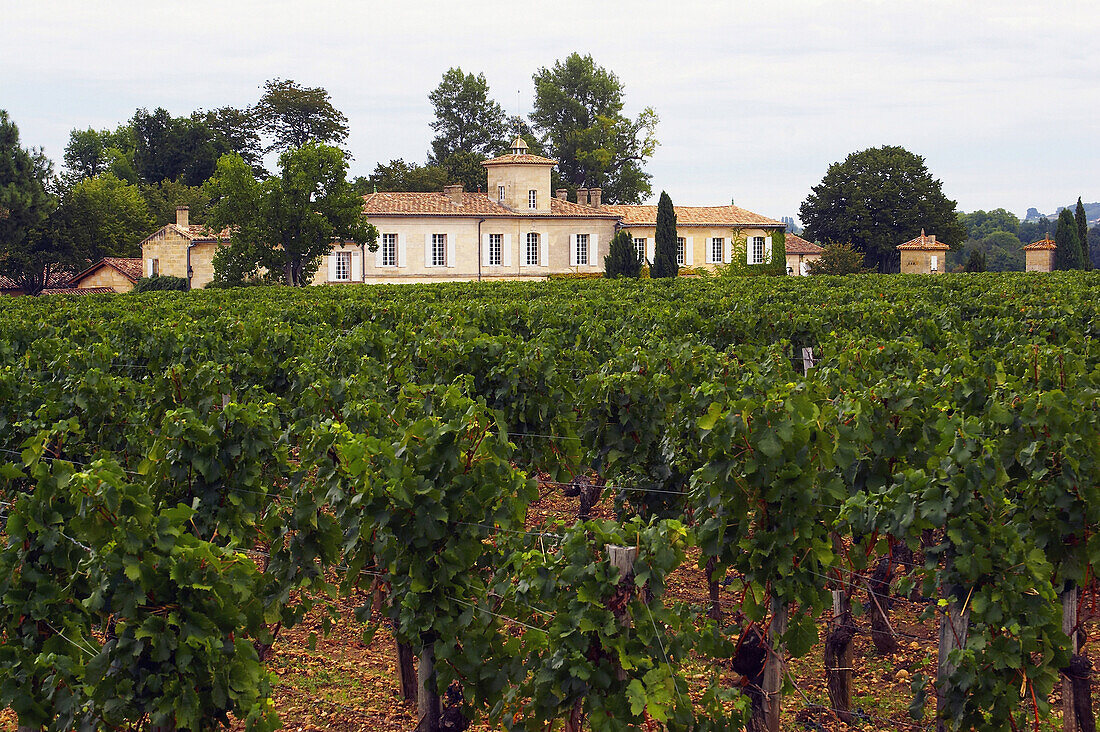 Château Gazin im Weinbaugebiet Pomerol, Dept. Gironde, Frankreich, Europa