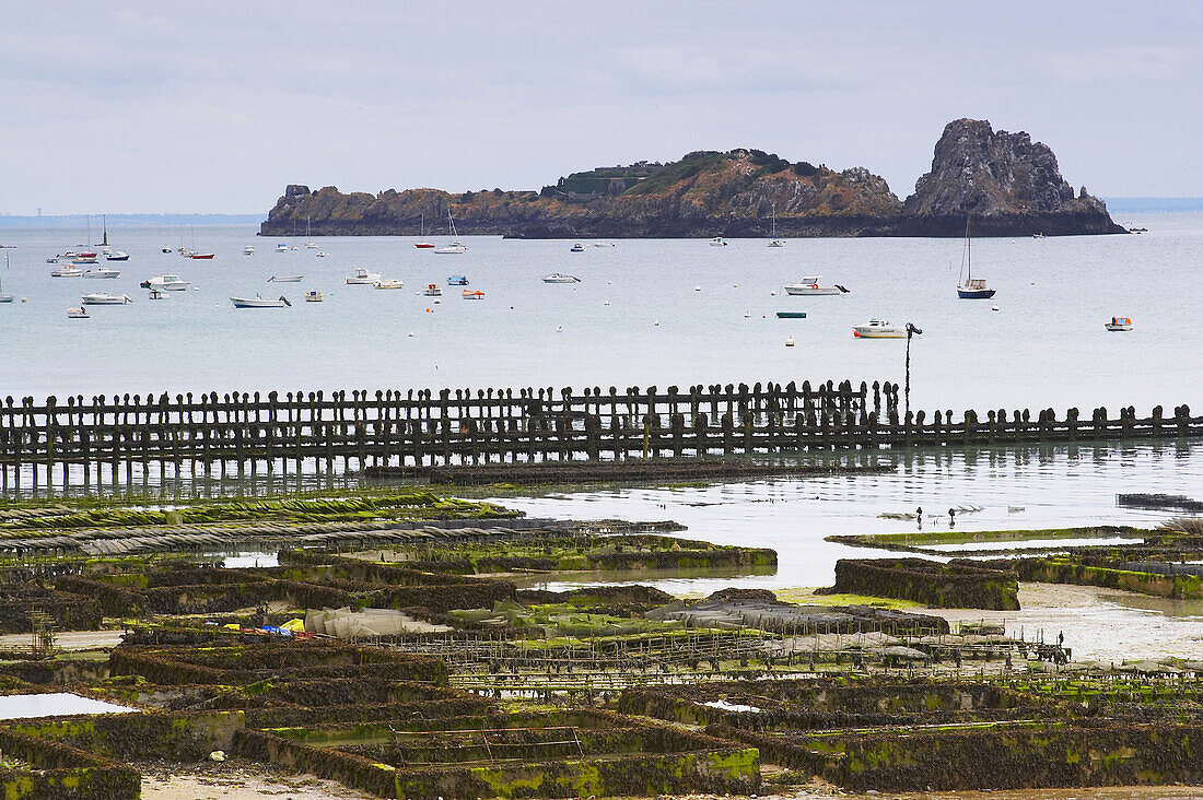 Austernzucht in Cancale, Dept. Ille-et-Vilaine, Bretagne, Frankreich