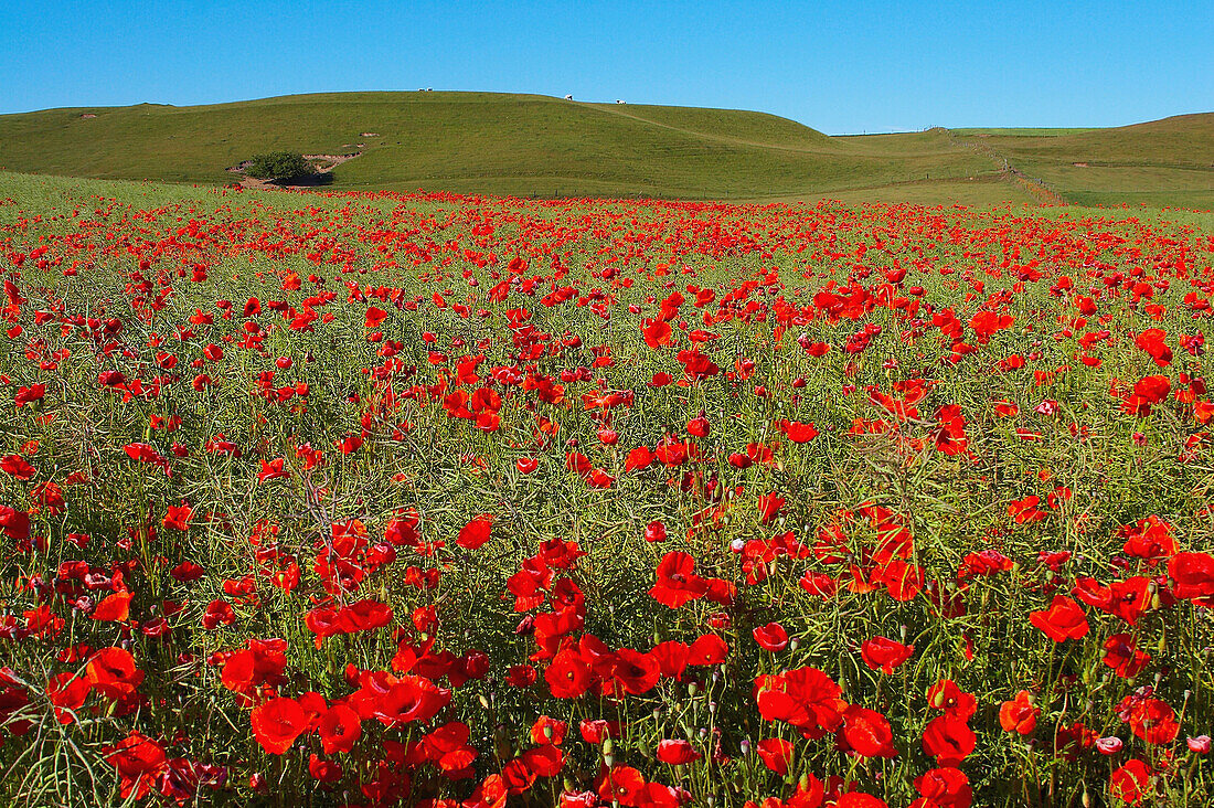 Field of blooming poppy near Ystad in Skane, southern Sweden