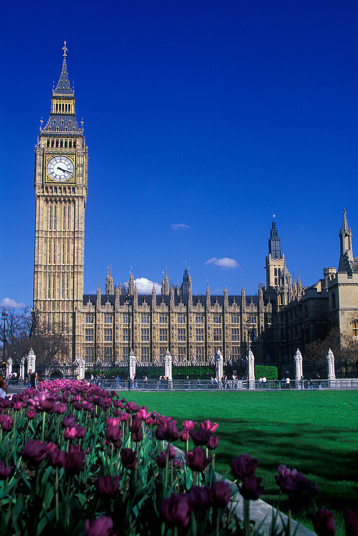Houses of parliament, Parliament square, London, England, U.K.