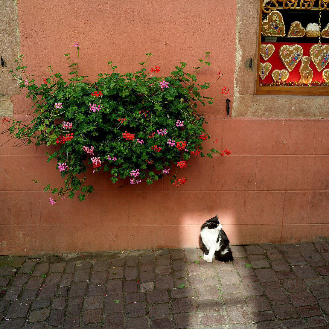 Cat and geranium. Alsace. France