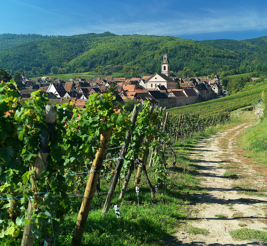 Riquewihr. Alsatian Wine Road. France