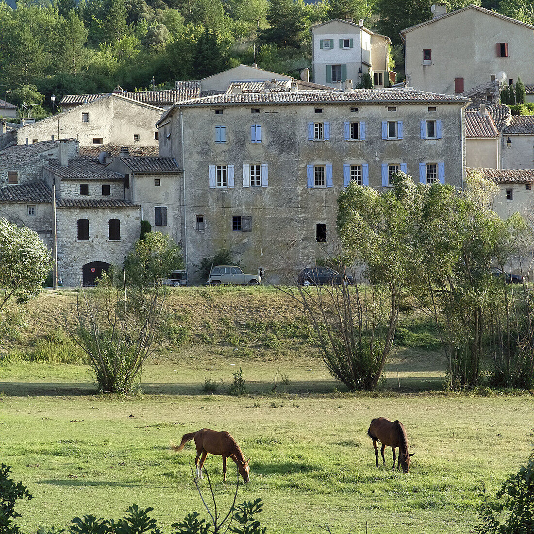 Two brown horses grazing. Savoillan village. Vaucluse. Provence. France