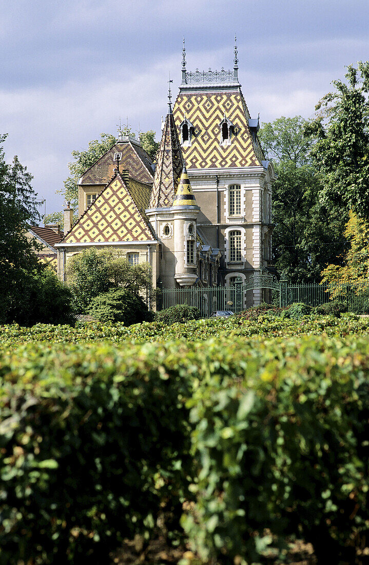 Vineyard and Château de Corton André, Aloxe-Corton, Beaune, Burgundy, France