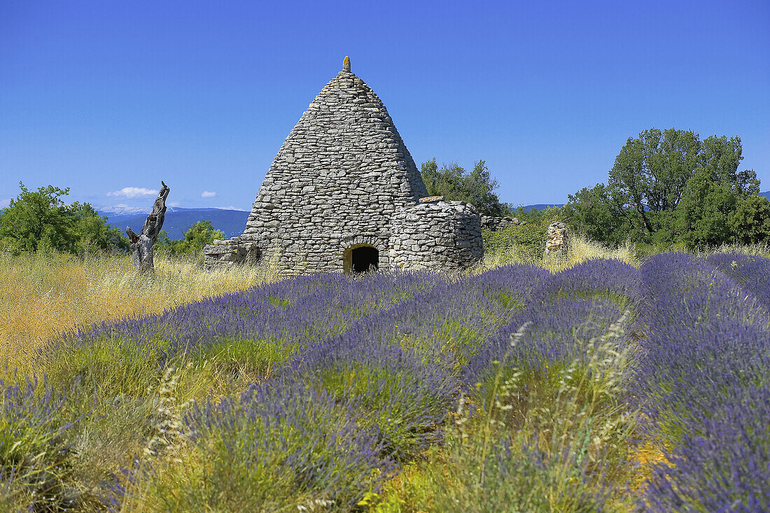 Blooming lavender field and borie stone shelter with well. Provence, France
