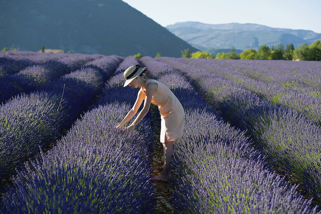 Young woman in blooming lavender field. Provence, France
