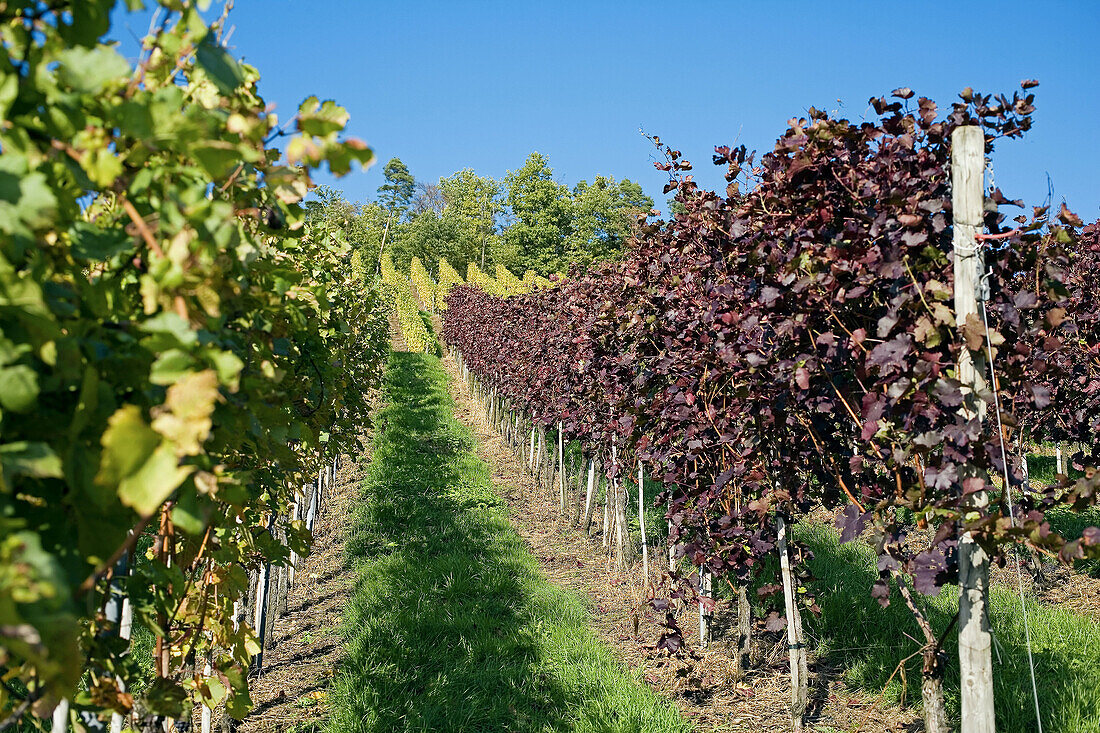 Dunkelfelder red vineyard in autumun, Durbach. Baden-Württemberg, Germany