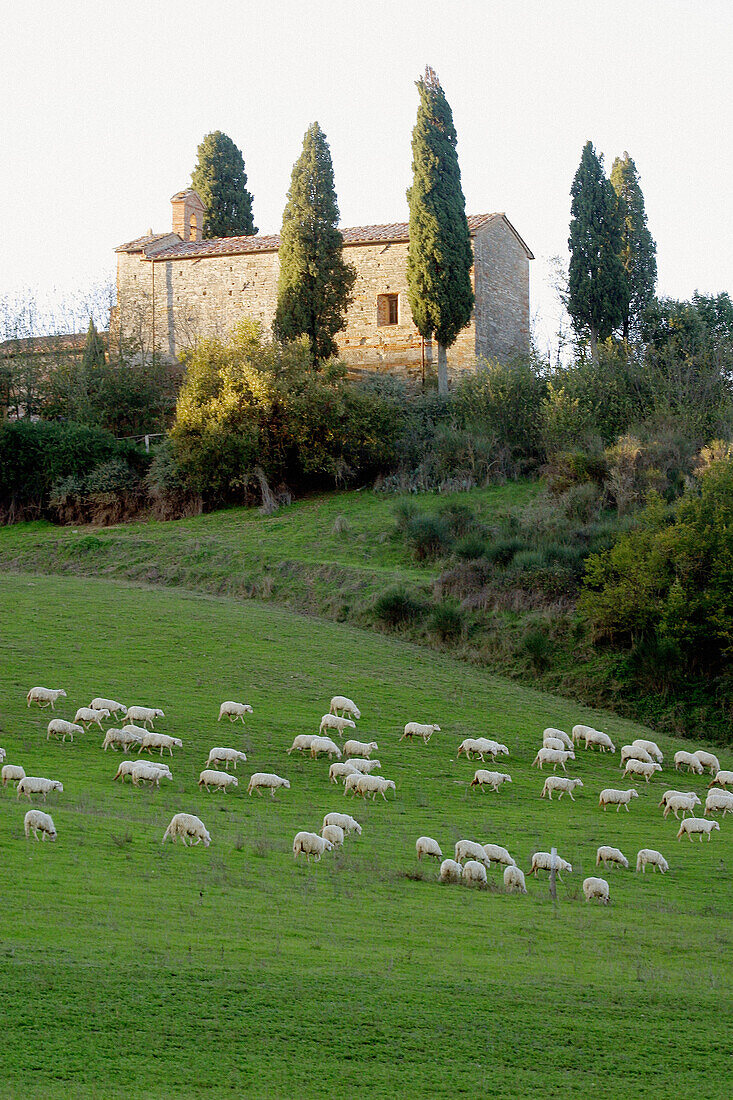 Country landscape near San Giovanni d Asso. Siena province, Tuscany, Italy