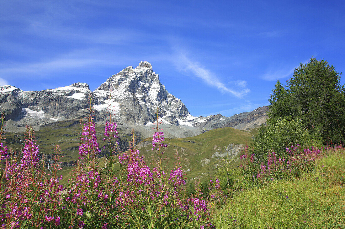  Blue, Blue sky, Color, Colour, Daytime, Ecosystem, Ecosystems, Exterior, Flower, Flowers, Grass, Grasses, Horizontal, Italy, Landscape, Landscapes, Matterhorn, Mountain, Mountain range, Mountains, Nature, Outdoor, Outdoors, Outside, Peak, Peaks, Scenic, 