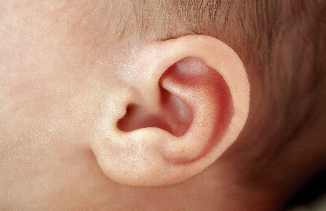  Babies, Baby, Child, Childhood, Children, Close up, Close-up, Color, Colour, Concept, Concepts, Contemporary, Detail, Details, Ear, Ears, Fragile, Fragility, Hearing, Horizontal, Human, Infant, Infants, Little, One, One person, People, Person, Persons, S