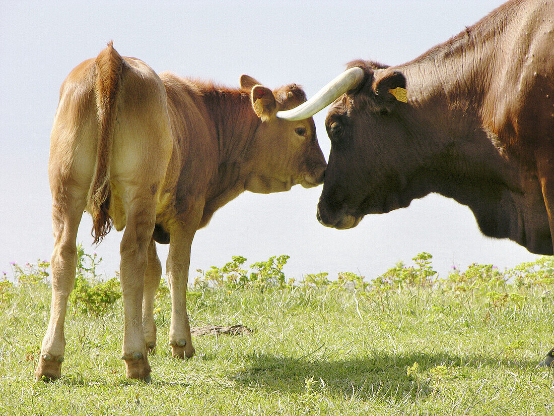  Aussen, Außen, Familie, Familien, Farbe, Großvieh, Herbivore, Herbivores, Horizontal, Jungtier, Jungtiere, Kalb, Kälber, Kuh, Kühe, Land, Ländlich, Mutter, Mütter, Pflanzenfressend, Rinder, Säugetier, Säugetiere, Tageszeit, Tier, Tiere, Vieh, Viehzucht, 