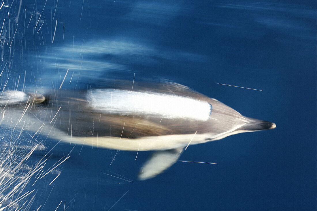 Fast dolphin