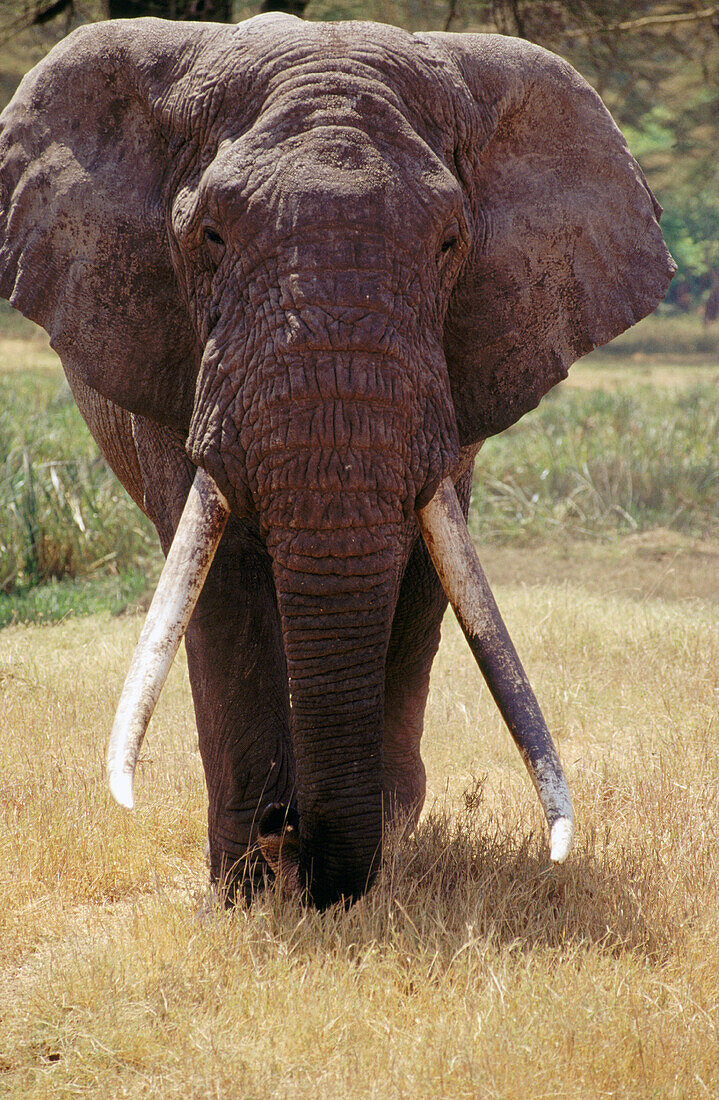 African Elephant (Loxodonta africana). Ngorongoro crater. Tanzania