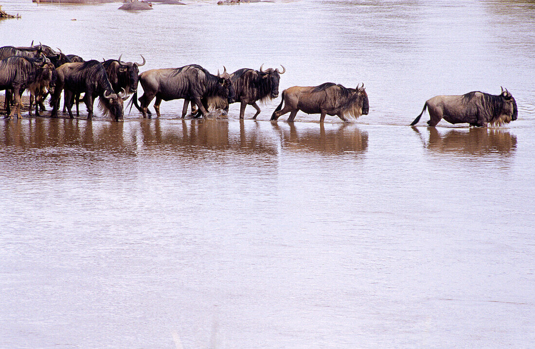Wildebeests crossing Mara River. Masai Mara. Kenya