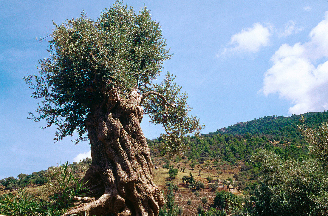 Olive tree near coast. Serra de Tramuntana, Majorca. Balearic Islands. Spain