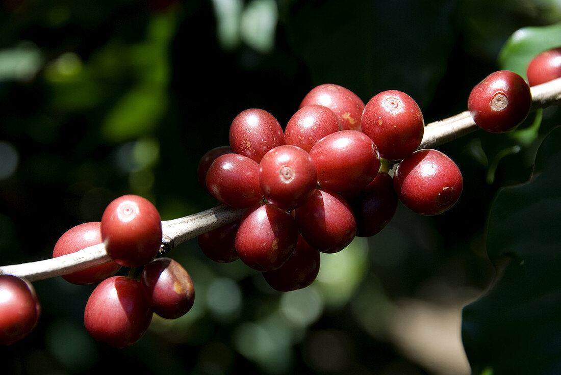 Arabica quality coffee beans. Coffee plantations near Poas volcano. Central Valley. Costa Rica. Central America