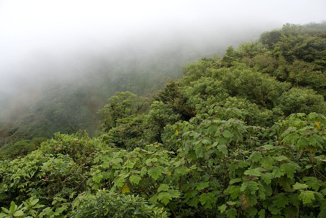 Reserva Biológica Bosque Nuboso Monteverde. Puntarenas, Costa Rica