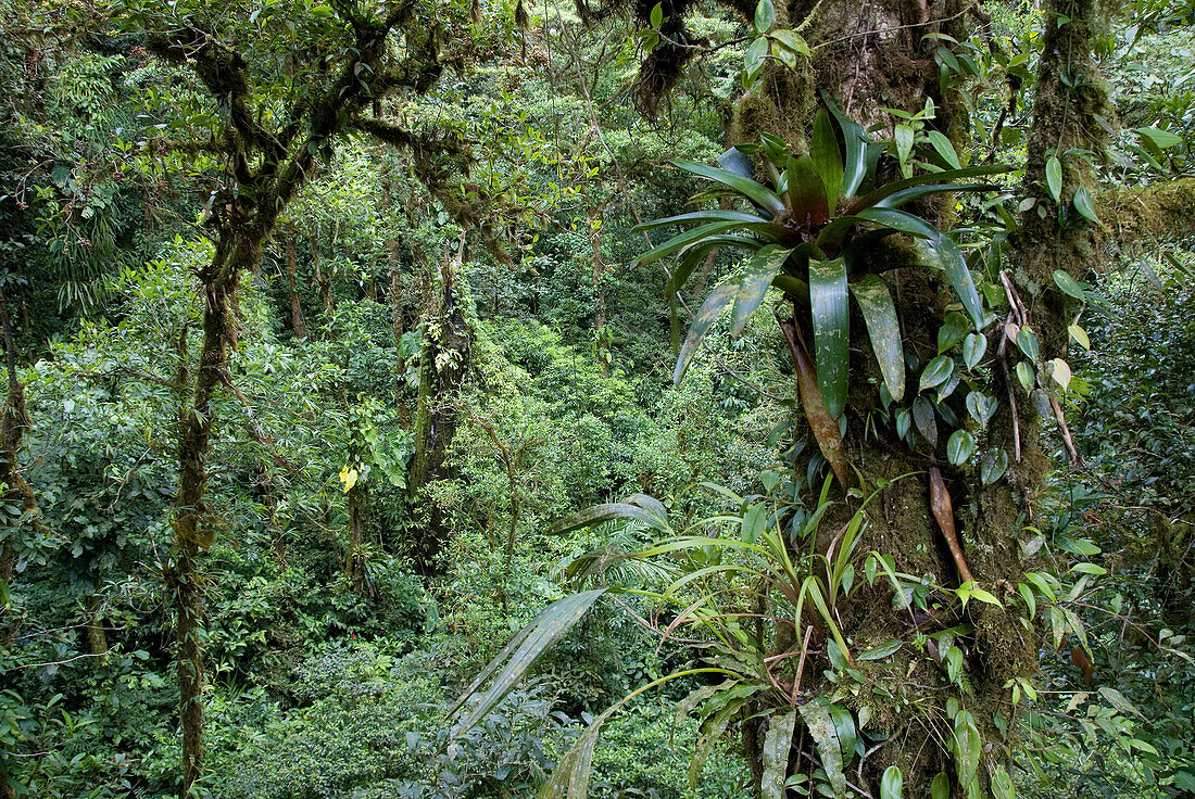 Reserva Biológica Bosque Nuboso Monteverde. Puntarenas, Costa Rica