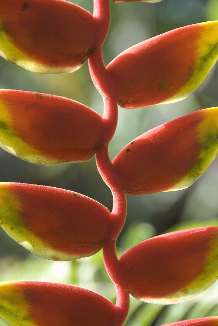 Heliconia Rostrata. Puerto Viejo. Costa Rica. Central America.