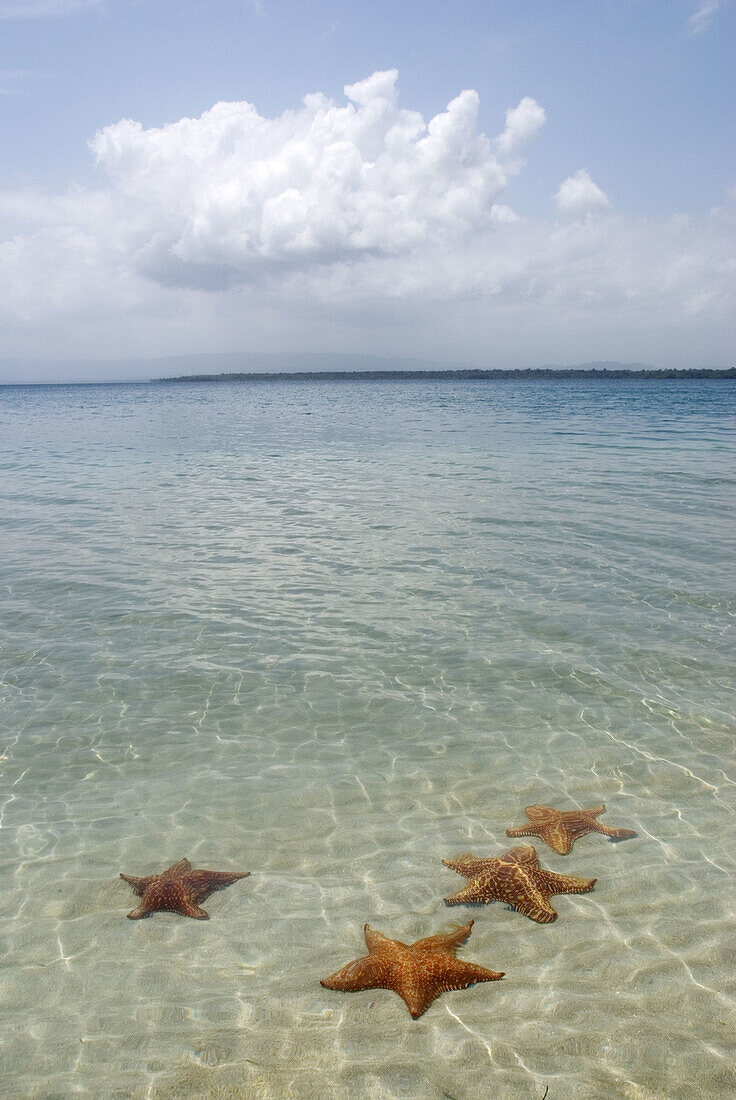 Star beach.Bocas del Drago. Isla Colon. Archipelago Bocas del Toro. Panama