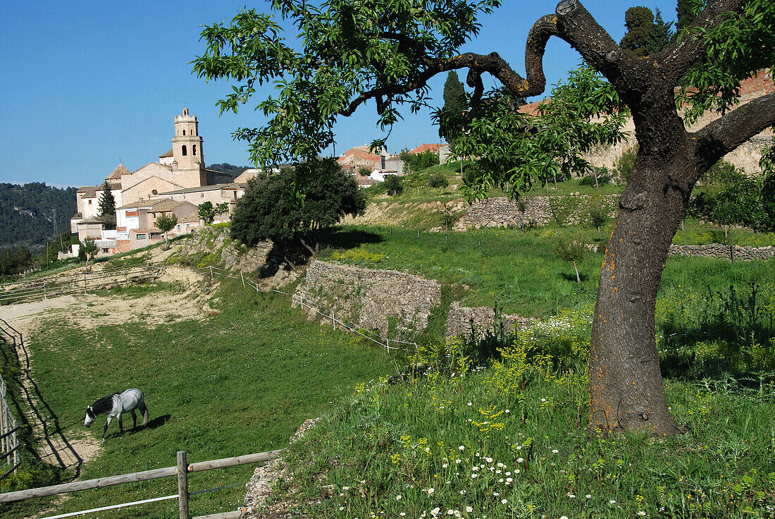 Tivissa. Ribera d Ebre, Tarragona province. Catalonia, Spain