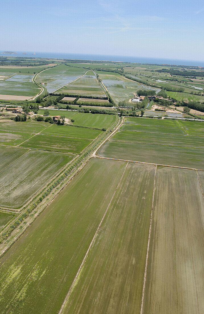 Pals rice fields. Girona Province. Catalonia. Spain