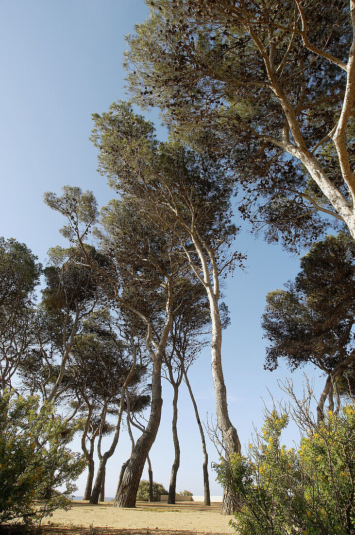 Camí Ronda S Agaró. Costa Brava, Girona province. Catalonia, Spain