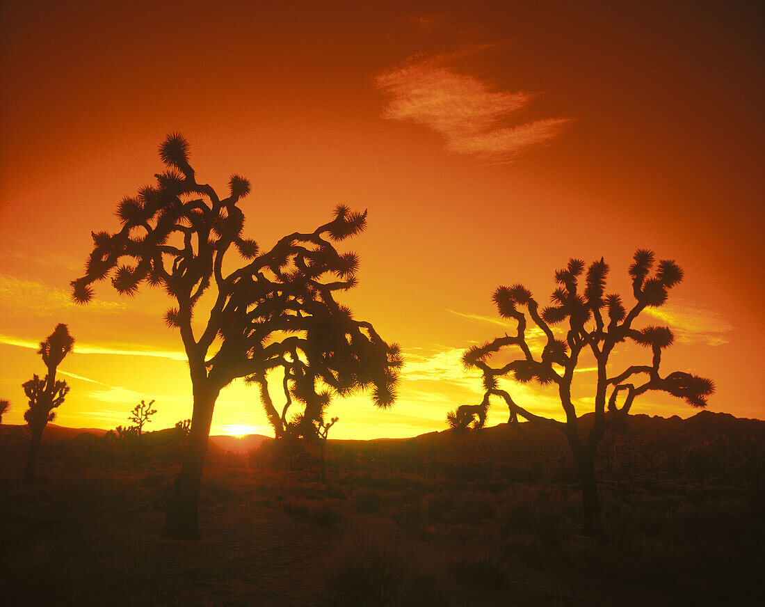 Scenic joshua trees, joshua tree National Park, California, USA.