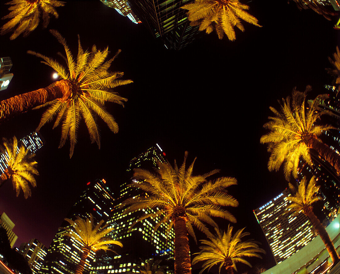 Palms trees, Figueroa street, Downtown, Los angeles, California, USA.
