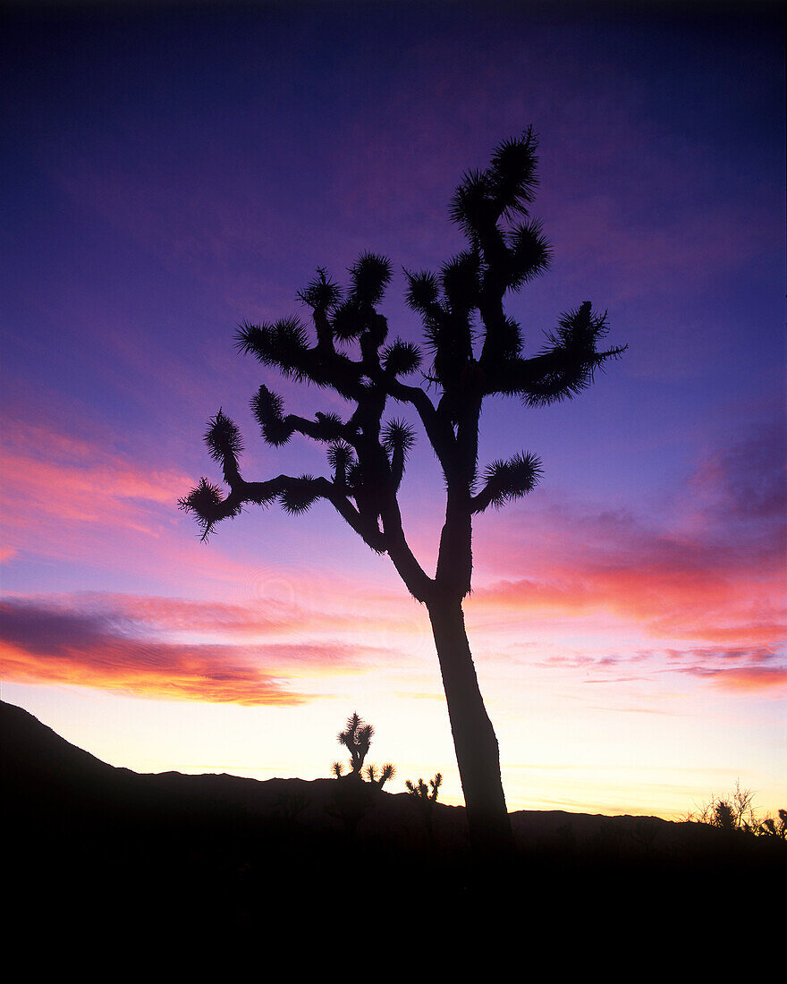 Scenic joshua trees, joshua tree National Park, California, USA.