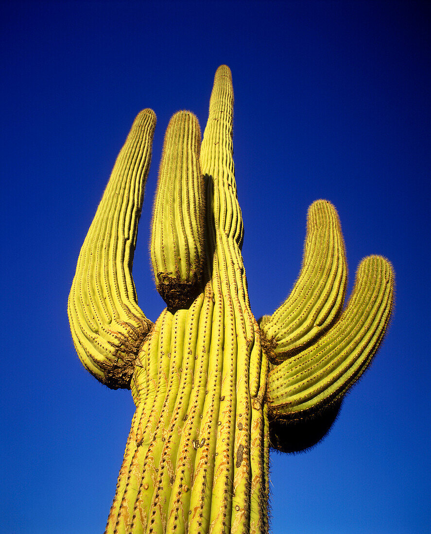 Saguaro cactus, Saguaro national monument arizona, USA.