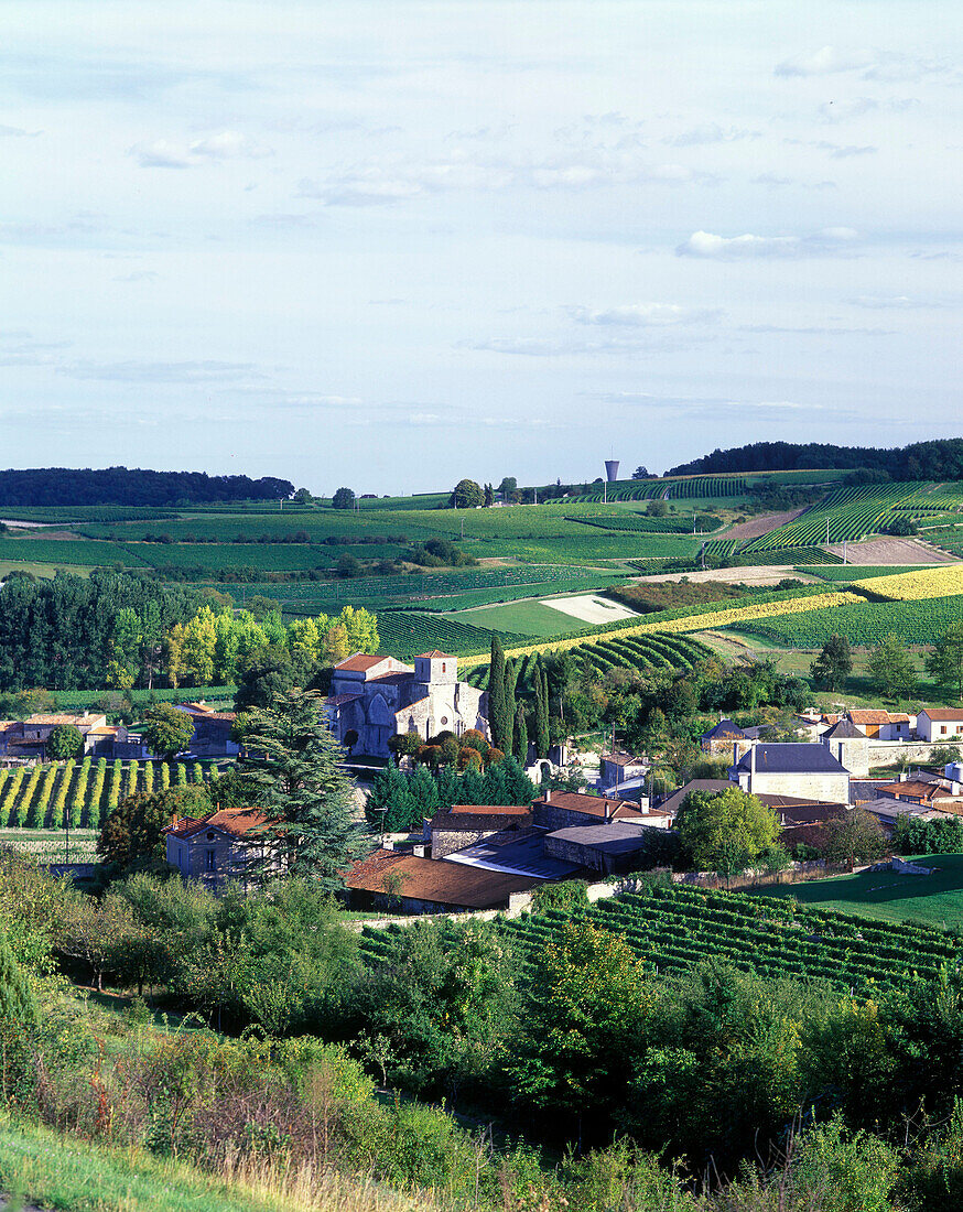 Scenic vineyards, Bonneuil village, grande champagne de cognac, Charente, France.