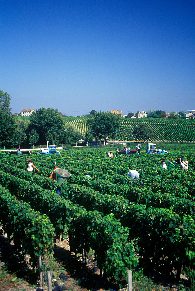 Harvesting vines, Chateau lafite rothschild, Pauillac, (bordeaux) , France.