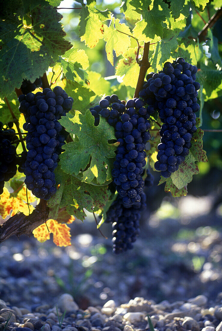 Weinstock, Schloss Latour, Weinberg Pauillac, (bordeaux) , France.