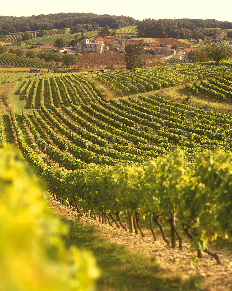 Scenic vineyards, Saint preuil village, grande champagne de cognac, Charente, France.