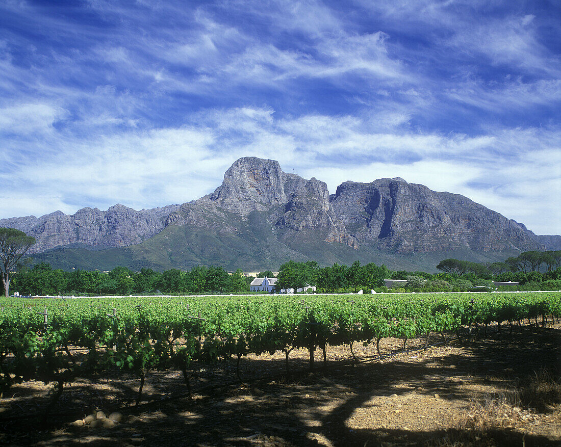 Boschendal monument vineyard, Mount groot, Drakenstein, Western cape, South africa.