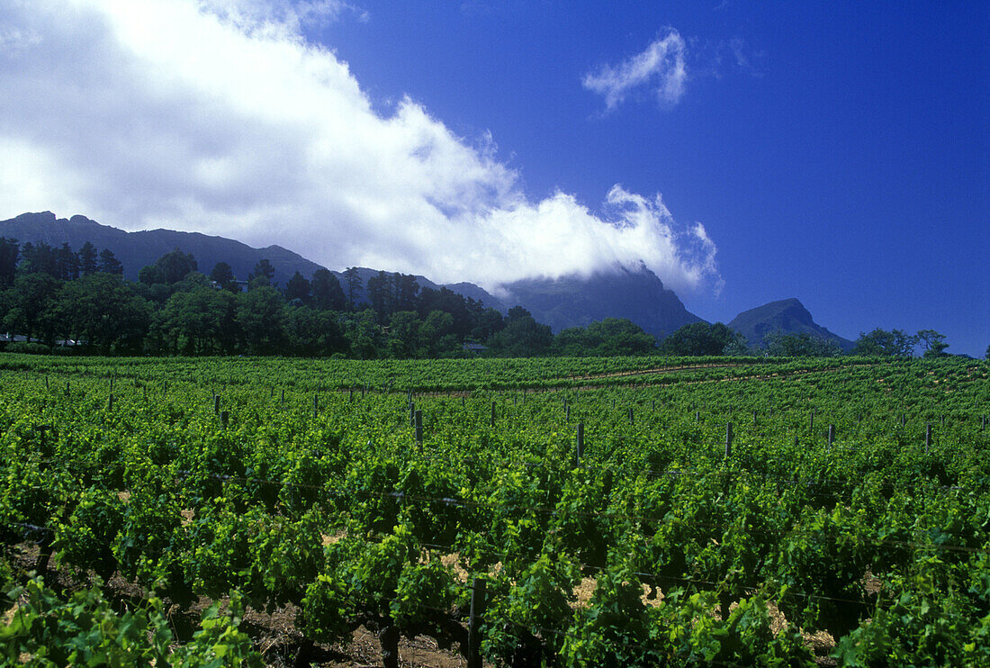 Scenic vineyard, groot constantia wine estate, Western cape, South africa.