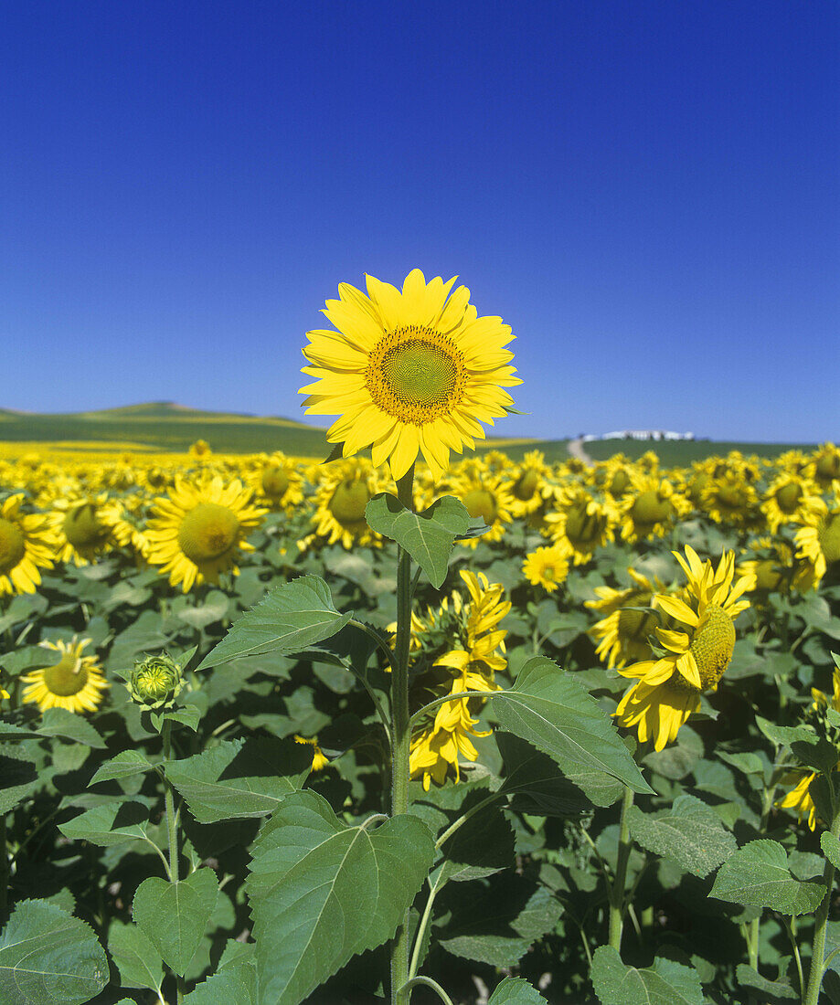 Color:sunflowers, Andalucia, Spain.