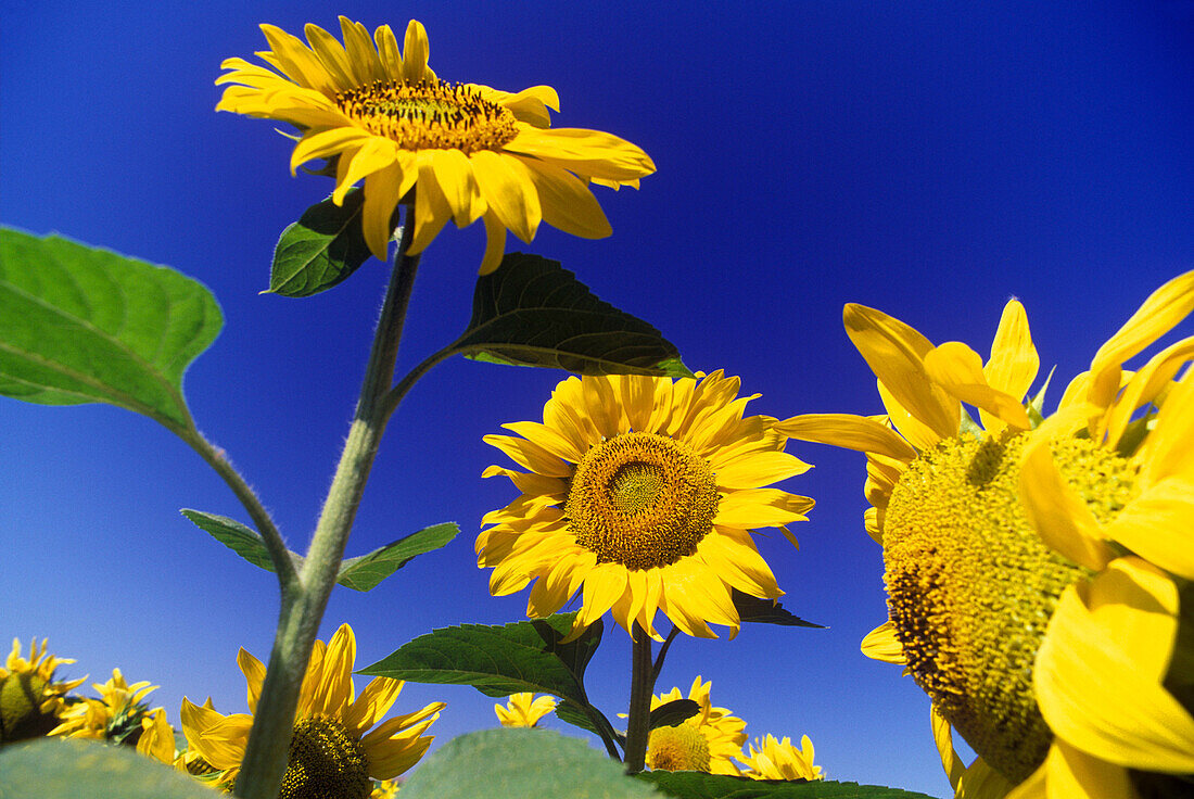 Sunflowers, Andalucia, Spain.