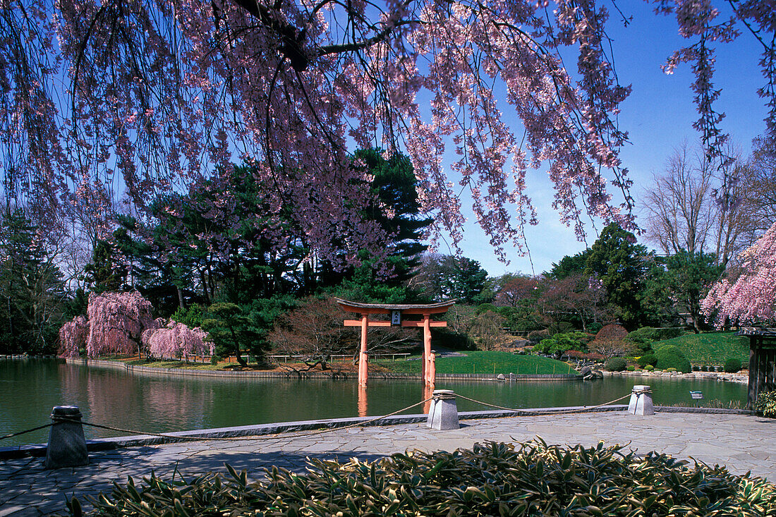 Japanese hill and pond garden, Brooklyn botanical garden, New York, USA