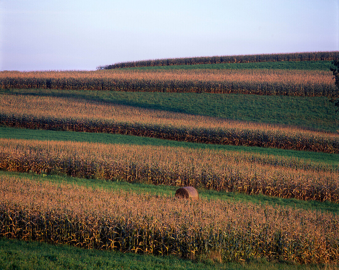 Cornfield, Pennsylvania, USA